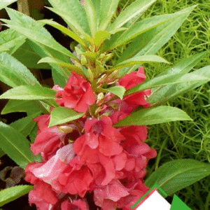 Türbe Çiçeği Tohumu